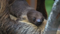 Ленинградский зоопарк объявил конкурс на имя для маленького ленивца