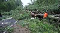Из-за ночной бури на дороги Ленобласти упали 525 деревьев