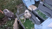 В дикую природу Алтая выпустили 15 птенцов сокола-балобана