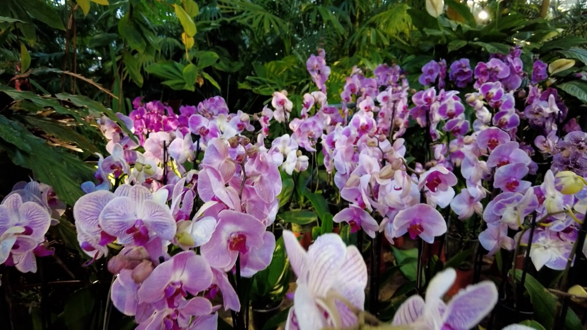 Петербург вырастит больше собственных цветов для оформления улиц - tvspb.ru