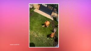 Футбольный курятник, бабушкина малина или семейная ферма: как отдыхают звёзды на дачах