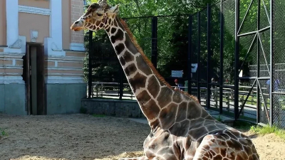 Зоолог сообщила, как могут похоронить легенду Московского зоопарка – жирафа Самсона Ленинградова
