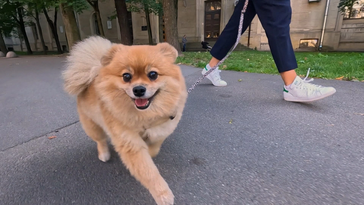 В России собачников хотят обязать убирать за питомцами в местах общего пользования - tvspb.ru
