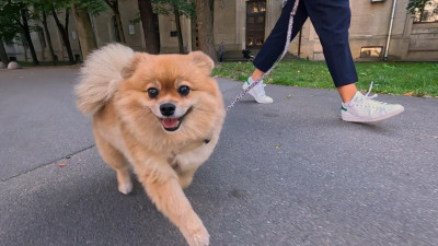 В России собачников хотят обязать убирать за питомцами в местах общего пользования