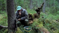 Как в Петербурге и Ленобласти ищут грибников, заблудившихся в лесу