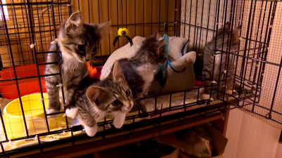 Александр Беглов: Город поможет приютам для бездомных животных