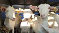В Китае впервые клонировали молочных коз