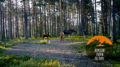 В Ленобласти запечатлели редкие в природе кадры, встречу повзрослевшего лося с матерью