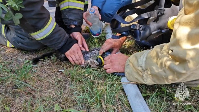 В Шебекино пожарные реанимировали котёнка, надышавшегося дымом в горевшей квартире