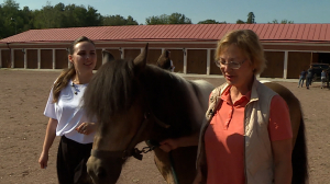 Карамелька плюшевая и добрая: в Царском Селе впервые появилась пони