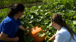 Урожай императорских садов в Царском Селе