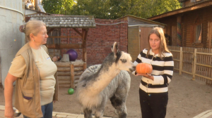 Дары осени в Ленинградском зоопарке