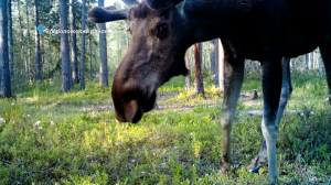 Лосиные вши охотятся на грибников, медведи — на чернику, а лосята просто счастливы — свежие лесные новости от Павла Глазкова