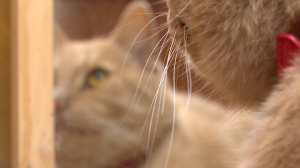 Пушистый психотерапевт: новый страж Выборгского замка — кот Персей