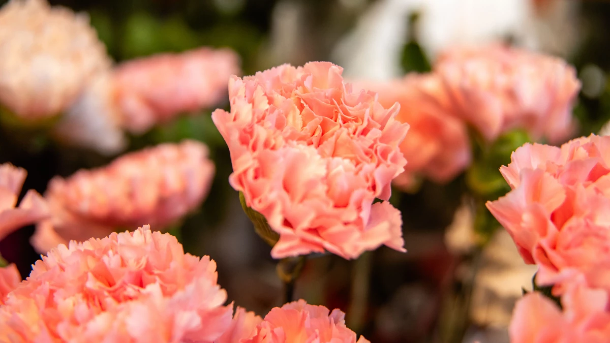 Парочка похитила 12 букетов с Пискаревского кладбища - tvspb.ru