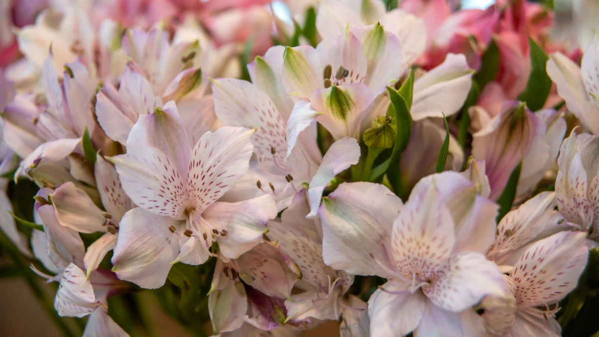 В Ленобласти женщину подозревают в  поджоге цветочного магазина - tvspb.ru