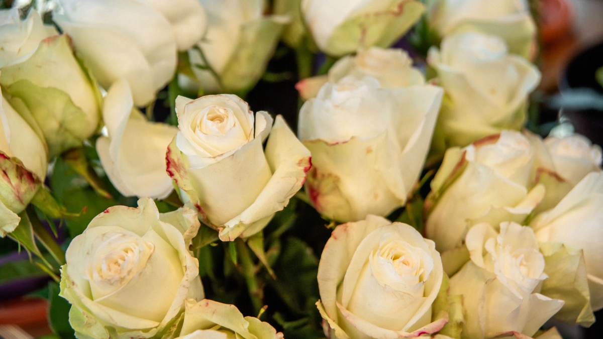 Клава Кока и Дима Масленников объявили о помолвке - tvspb.ru