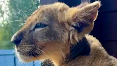 В Москве в тяжелом состоянии нашли львенка возрастом около 1,5 месяца