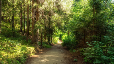 «Звуки леса»: в Ленобласти открыли новый экомаршрут