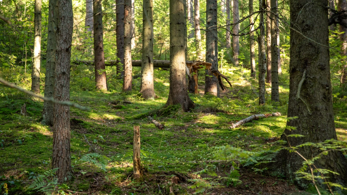 В Ленобласти спасатели помогли подростку выбраться из леса - tvspb.ru