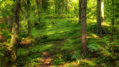 Проект лесопаркового пояса Петербурга передали на утверждение
