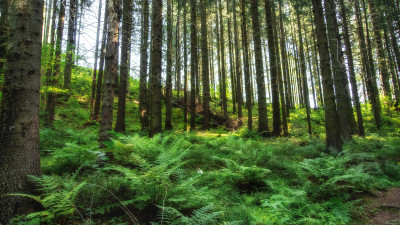 Петербургские ученые разработали уникальную технологию воссоздания лесов