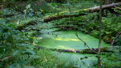 «Катастрофы не предвидится»: стоит ли ожидать в России демографический бум у комаров