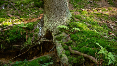 Сибирские ученые впервые обнаружили в России белый трюфель