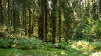 Спасатели нашли потерявшихся в лесу Ленобласти троих мужчин