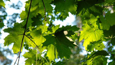 Александр Беглов: По просьбам жителей Петродворцового района благоустроены два общественных пространства — в Ломоносове и Мартышкино