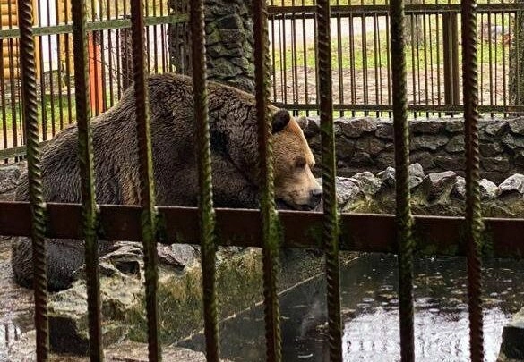 Петербургский суд спас брошенную хозяином на полгода медведицу Машу - tvspb.ru