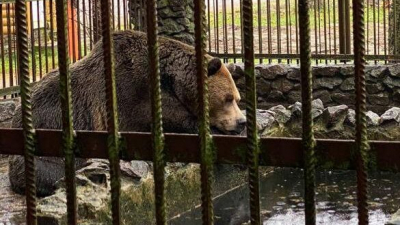 Петербургский суд спас брошенную хозяином на полгода медведицу Машу