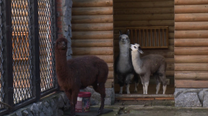 День альпака в Ленинградском зоопарке