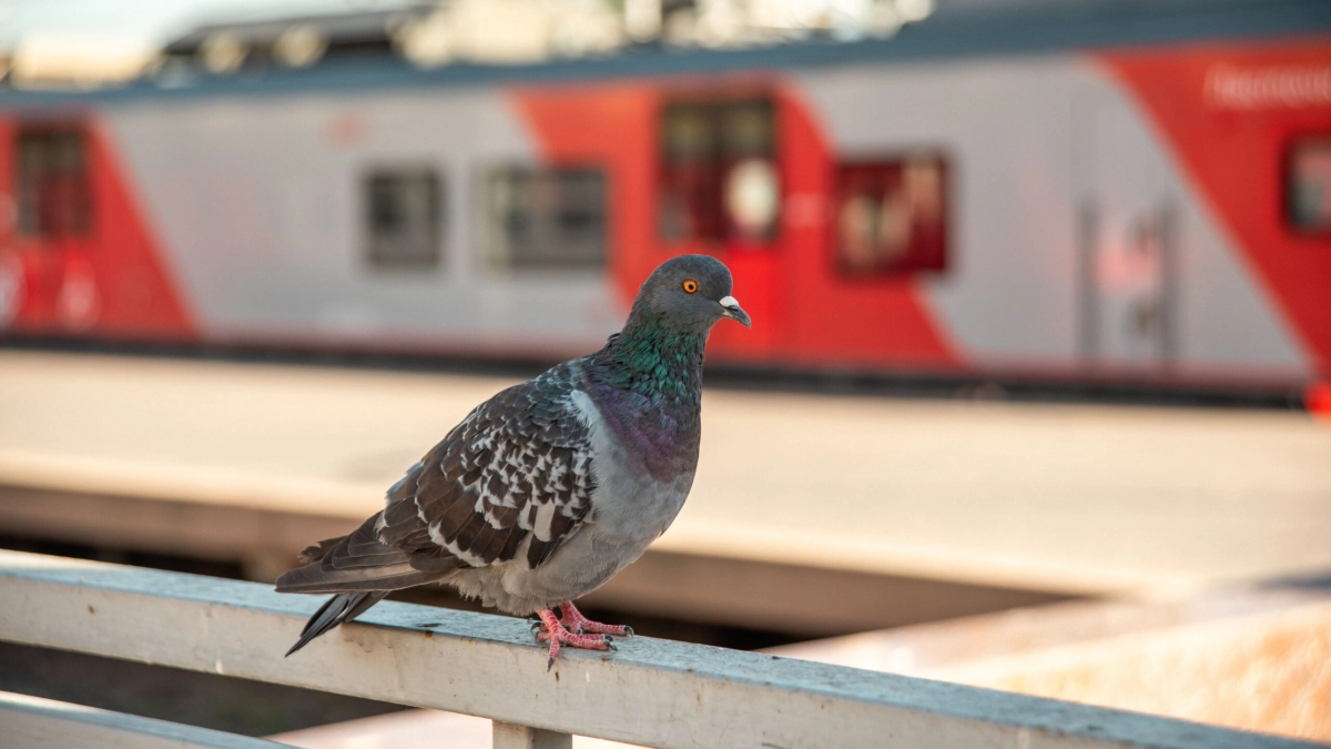 Петербуржцам напомнили, почему нельзя кормить голубей - tvspb.ru