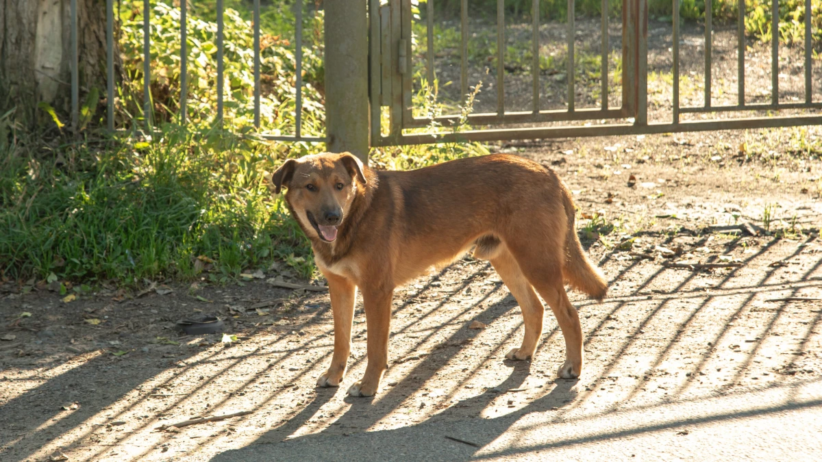 В России могут ввести штрафы за несообщение о бездомных животных в систему «112» - tvspb.ru
