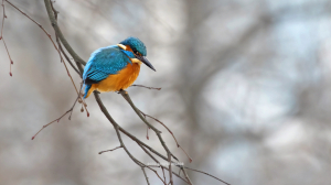 Лесные новости: зимородок-путешественник, заблудившаяся летучая мышь и яркие пеганки на Финском заливе