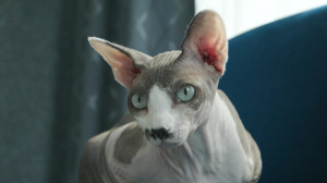 Звёздные питомцы. Познакомимся с ласковым и совсем не пушистым питомцем певицы Юлии Коган