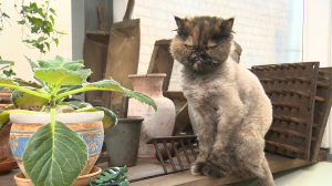 Кошка Юся. Котохранительница оранжереи Ботанического сада СПбГУ