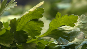 Аптека в горшочках: как выбирать и с чем сочетать на столе свежую листовую зелень