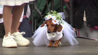 Четвероногие невесты, матросы, модники и модницы: в Шкиперском саду прошёл такс-парад