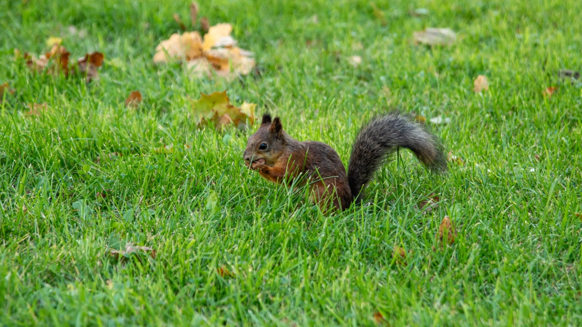 Ветеринары предупредили петербуржцев об опасности кормления белок с рук в парках - tvspb.ru