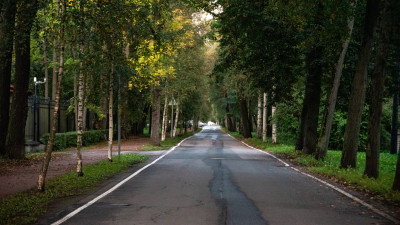 В Петербурге и Ленобласти жаркая погода гонит лосей к трассам