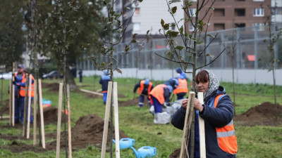 В рамках акции «Петербург зеленый» на проспекте Космонавтов высадили черемуховую аллею