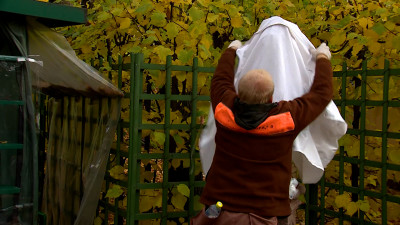 Скульптуры Летнего сада начали укрывать на зиму