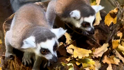 Ленинградский зоопарк дал имена двум самым младшим кошачьим лемурам