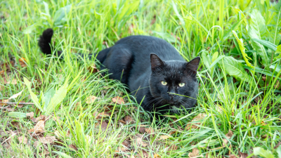 Первый отель для бездомных котов появился в «Севкабель Порту»