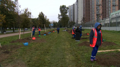 В Петербурге продолжаются активные работы по озеленению