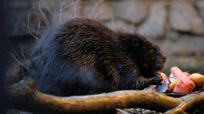 11 июля в Ленинградском зоопарке пройдёт «Бобрый вечер»