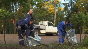 Осенние хлопоты: теплолюбивые растения в Музее-заповеднике Гатчина убирают в оранжереи