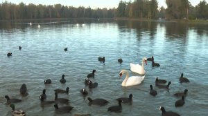 Чем кормить Амура и Психею: в Гатчине составили осенний рацион для лебедей Дворцового парка